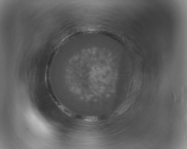 X0000077370720200610201348