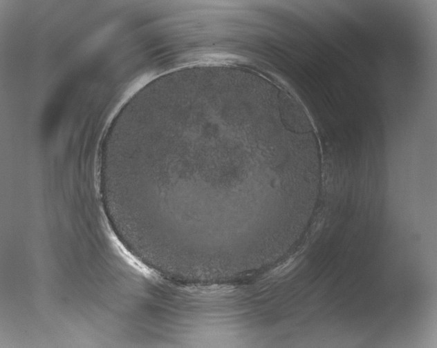 X0000077370851200610201347