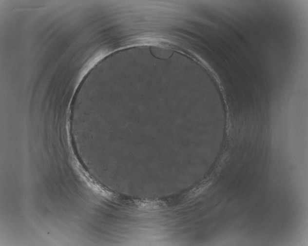 X0000077370899200610201345