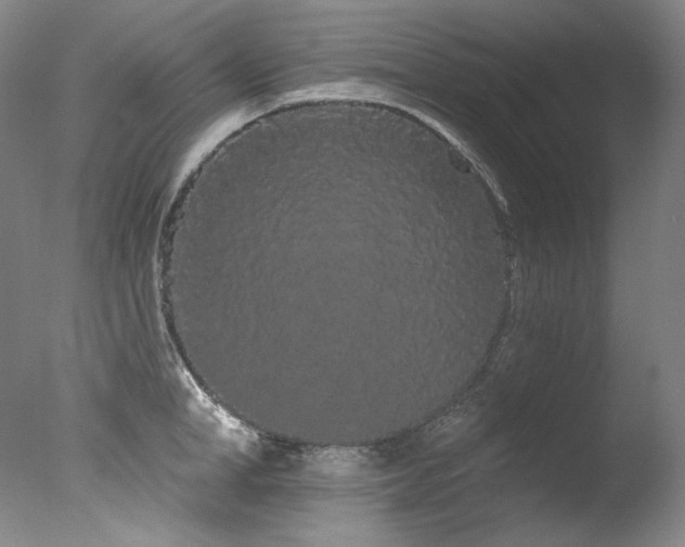 X0000077370998200610201344