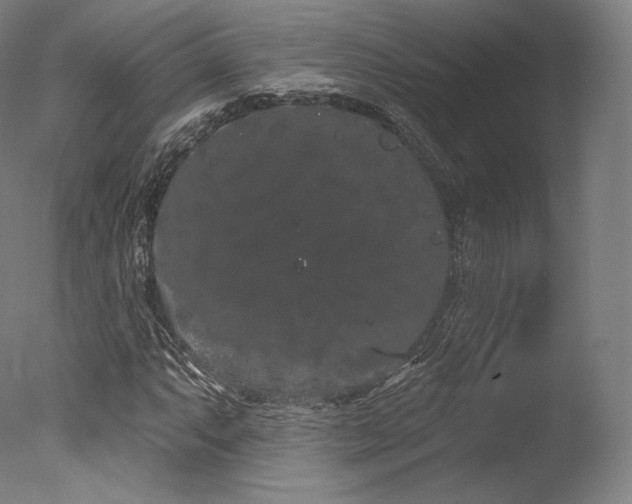 X0000077371063200610201343