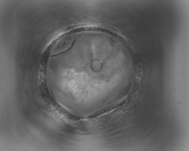 X0000077371255200610201339