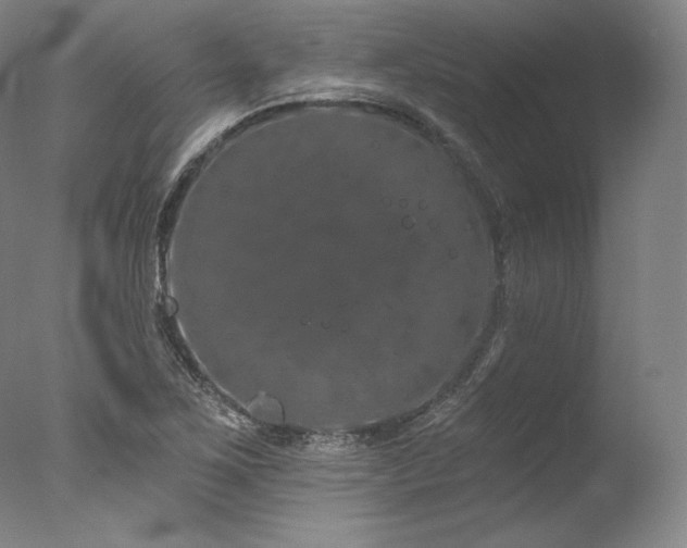 X0000077371267200610201339