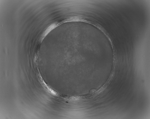 X0000077371385200610201337