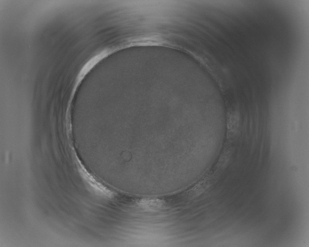 X0000077371466200610201336