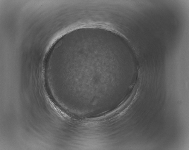 X0000077371506200610201335