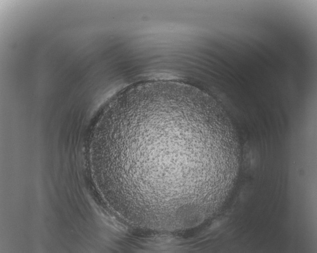 X0000077370351200610271926