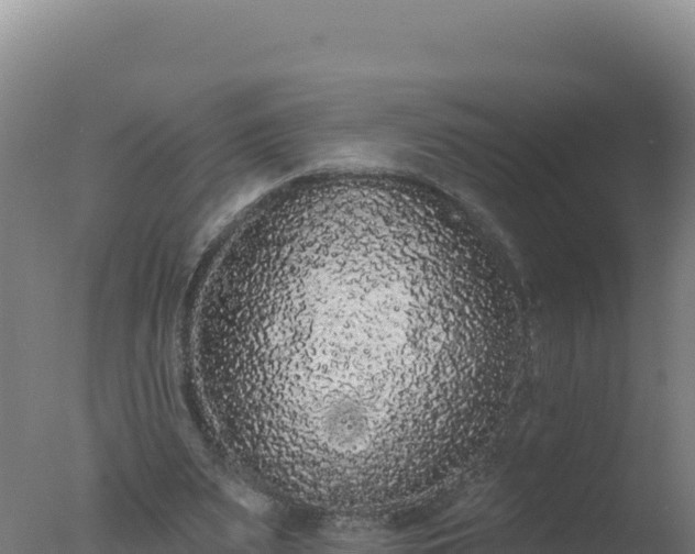 X0000077370487200610271924