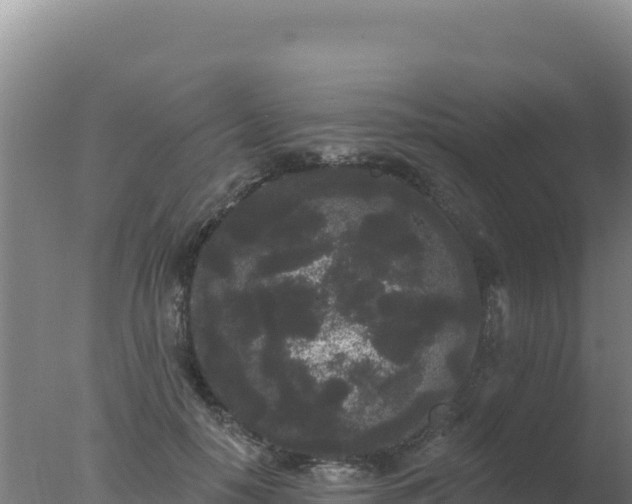 X0000077370650200610271921