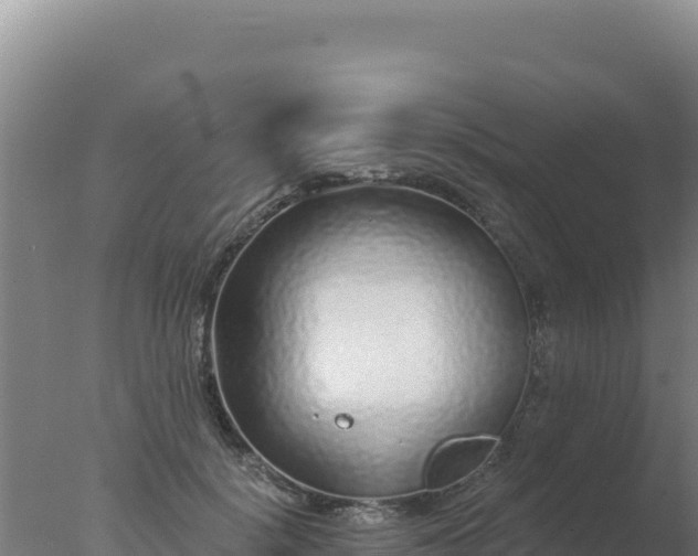 X0000077370652200610271921