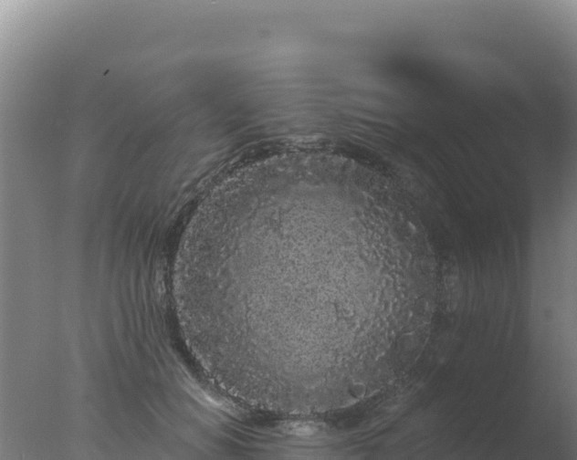 X0000077370654200610271921