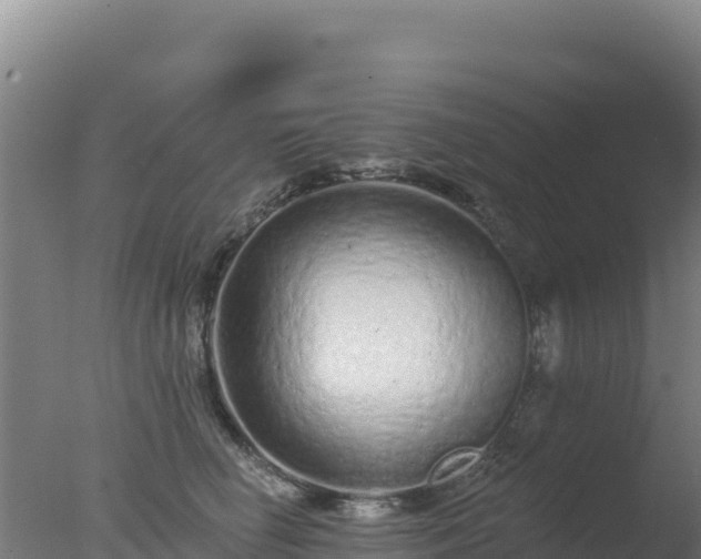 X0000077370662200610271921