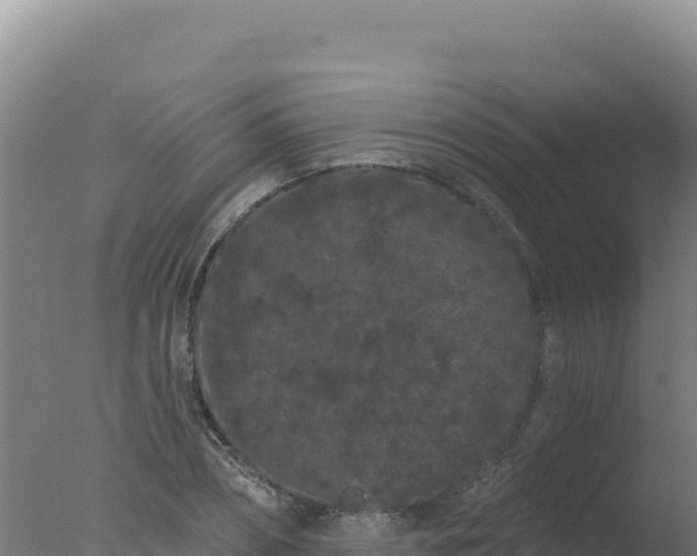 X0000077370882200610271917