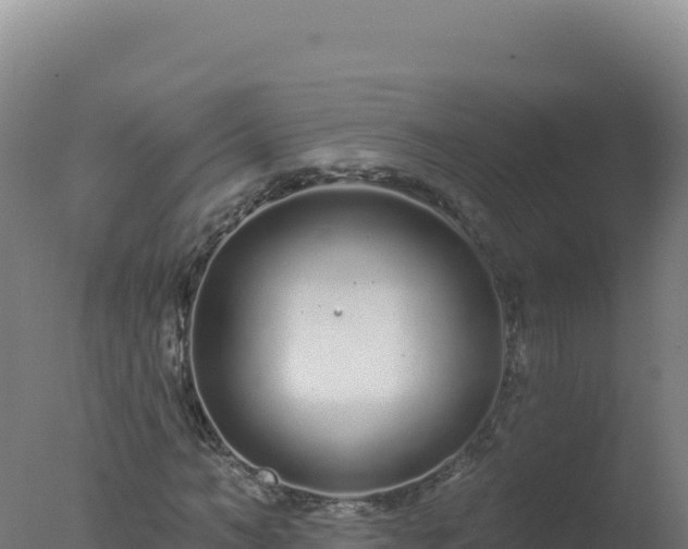 X0000077370966200610271916