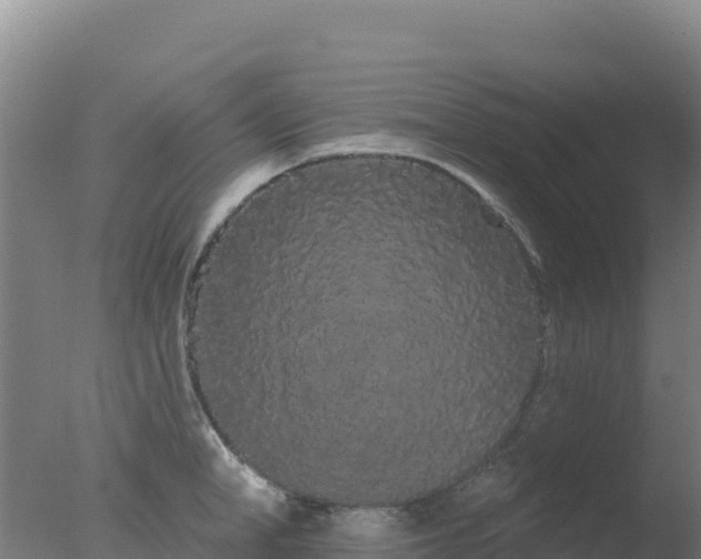 X0000077370998200610271915