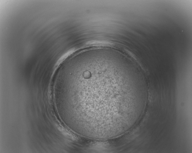 X0000077371074200610271914