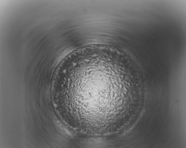 X0000077371121200610271913