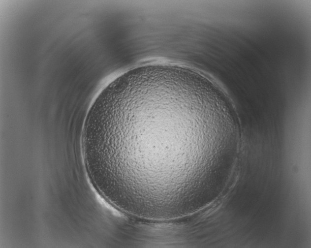 X0000077371247200610271912