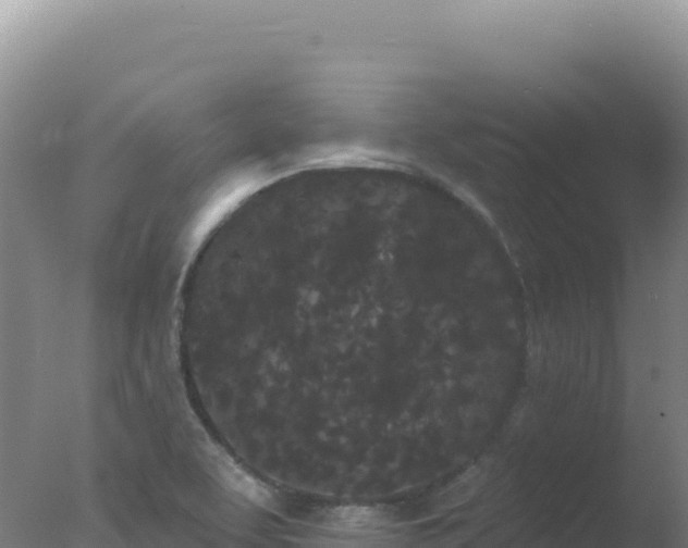 X0000077371463200610271907