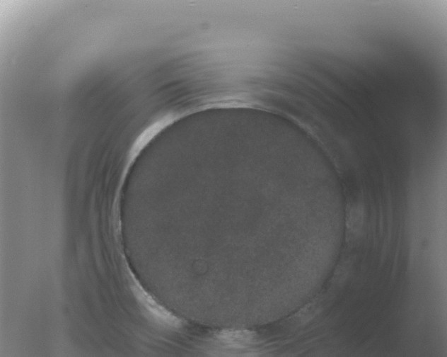 X0000077371466200610271907