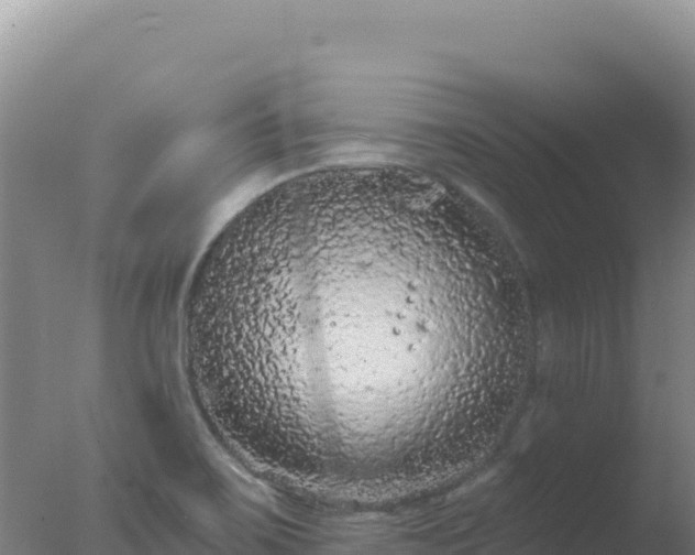 X0000077371467200610271907