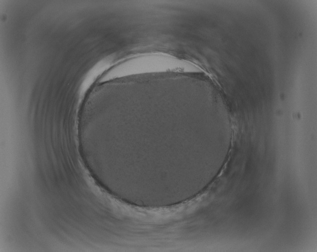 X0000077370006200611031923