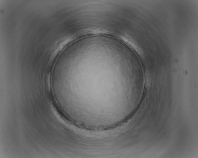 X0000077370014200611031923