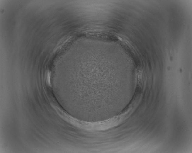 X0000077370046200611031922