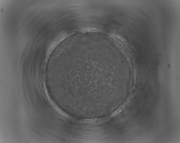 X0000077370049200611031921