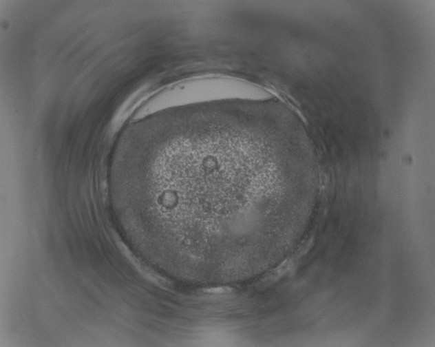 X0000077370053200611031921