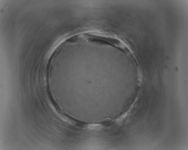 X0000077370055200611031921