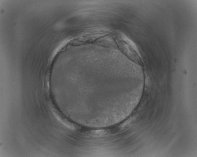 X0000077370059200611031921