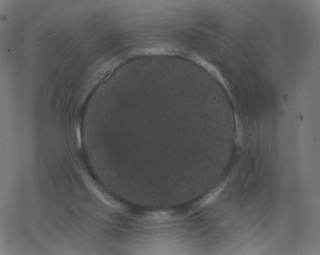 X0000077370061200611031921