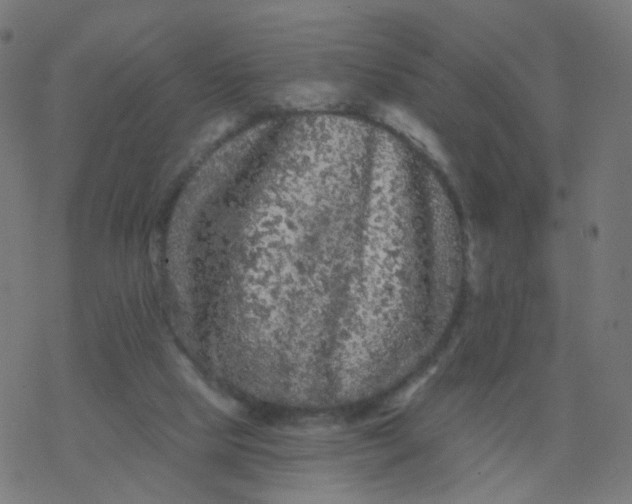 X0000077370065200611031922