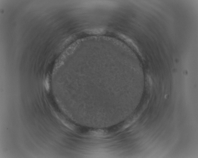 X0000077370069200611031922