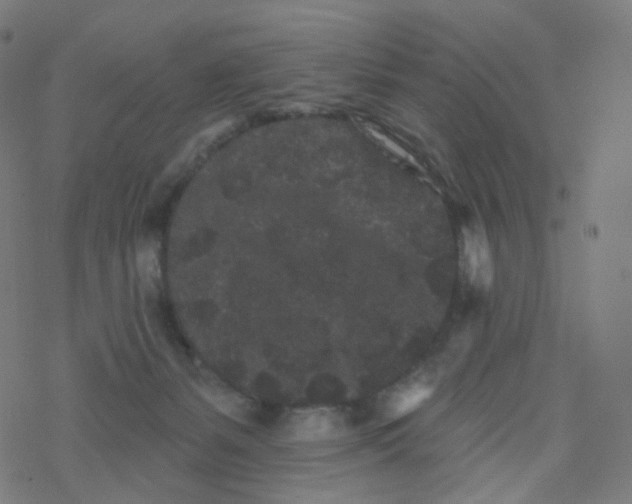 X0000077370127200611031921