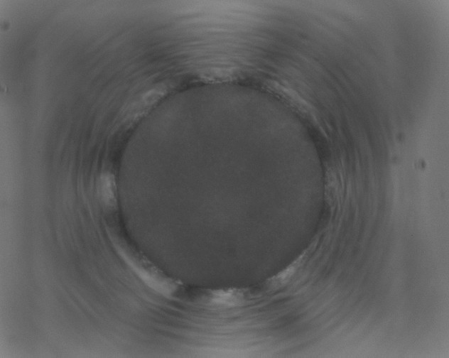 X0000077370130200611031921