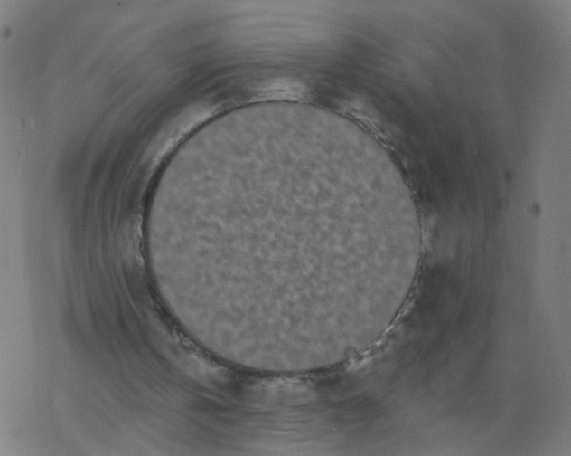 X0000077370146200611031920