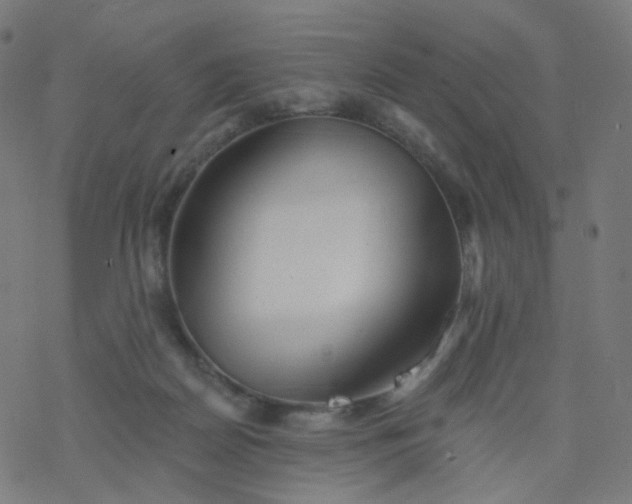 X0000077370170200611031920