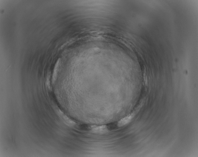 X0000077370185200611031920