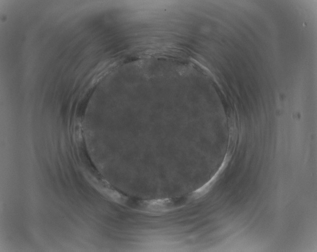 X0000077370191200611031920