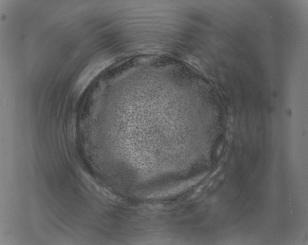 X0000077370194200611031920