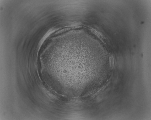 X0000077370195200611031920