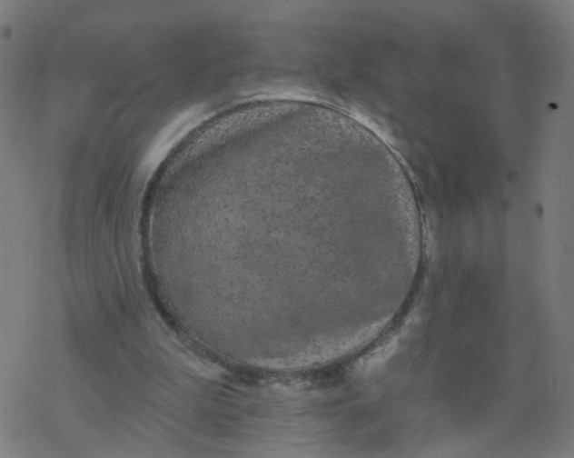 X0000077370199200611031920