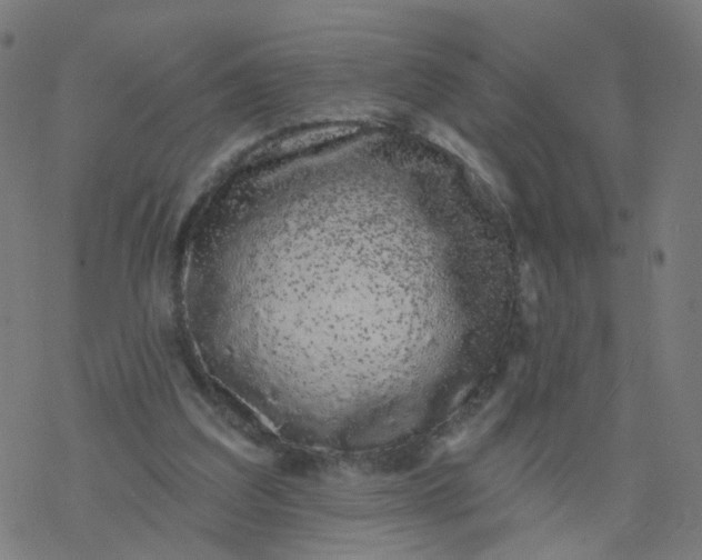 X0000077370203200611031920