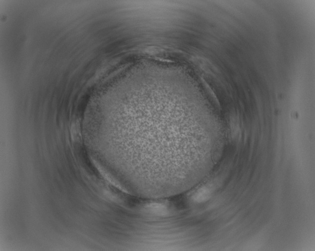 X0000077370236200611031919