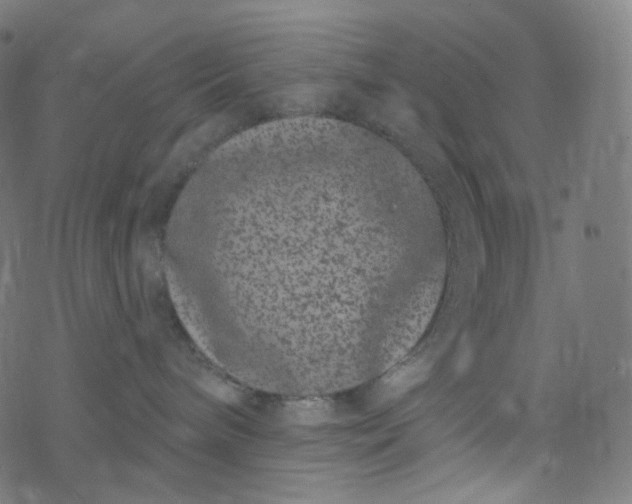 X0000077370240200611031919