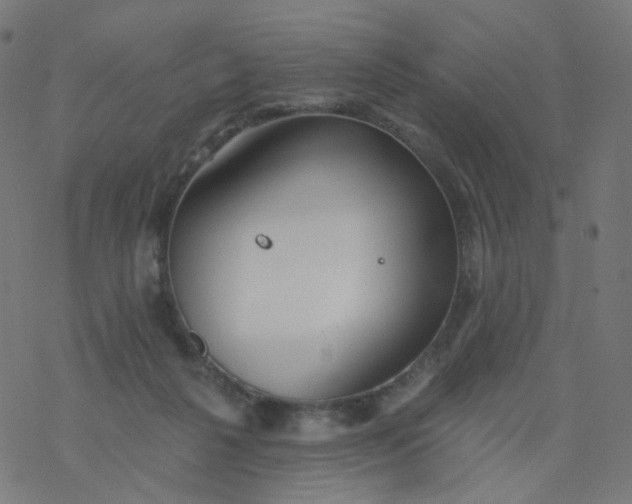 X0000077370264200611031919