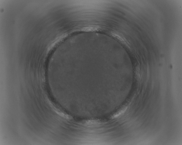 X0000077370303200611031918