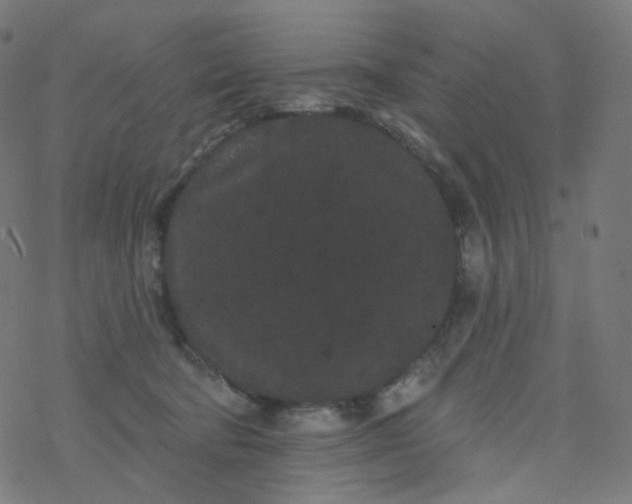 X0000077370322200611031918